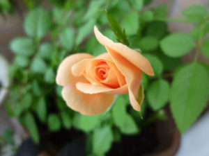 mini-rose