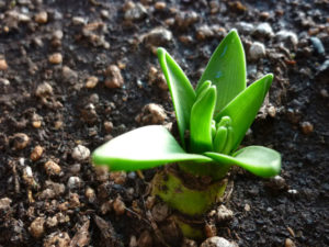 hyacinthus_01